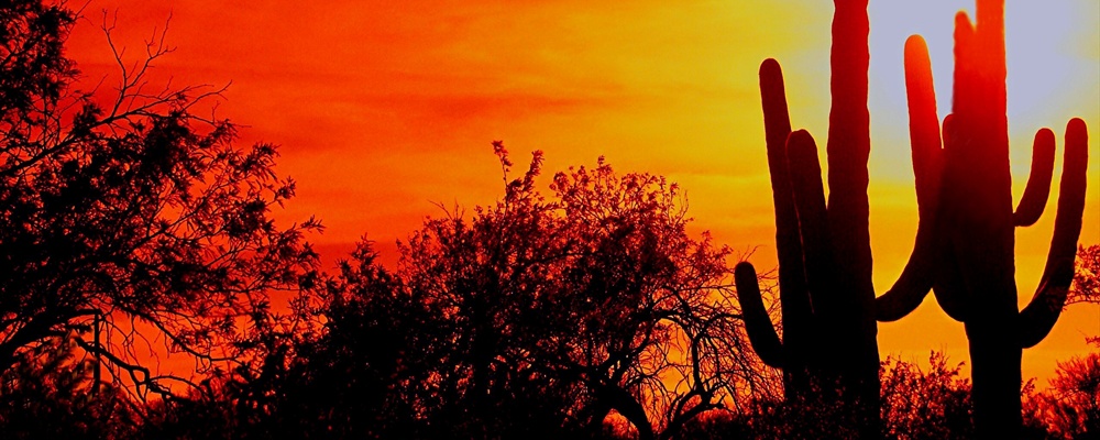 Saguaro National Park
